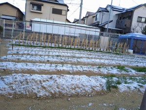 バケツの水が凍ったよ！