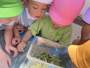 ★今週の年中組★